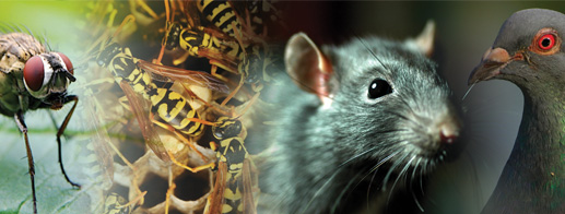 Pest Control Beaumont area - industrial pest control SETX