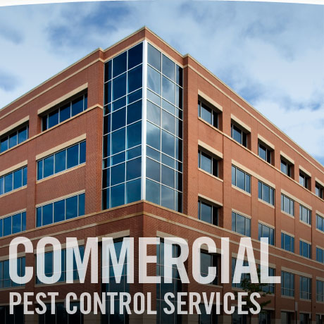 Pest Control Lumberton Tx - commercial pest control Hardin County