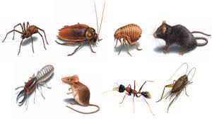 offshore pest control Texas - Offshore pest control Louisiana