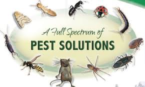 Pest Control Nederland TX, Pest Control Marine Texas. maritime pest control Texas, offshore pest control Texas, marine pest control Louisiana, marine pest control Texas,