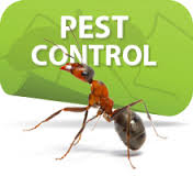 Pest Control Orange Tx, pest control Winnie TX, pest control Buna TX, pest control Port Neches TX, pest control Woodville TX,