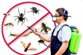 Pest Control in Port Arthur Groves TX