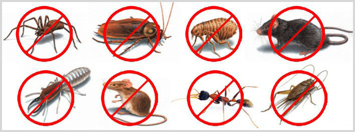 pest control Southeast Texas, pest control SETX, pest control Beaumont TX, pest conrol Port Arthur, pest control Orange TX, pest control Vidor, pest control Lumberton TX, pest control Sour Lake, rodent control Beaumont, SETX rodent control, Southeast Texas rodent control