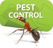 pest control Southeast Texas, pest control SETX, pest control Beaumont TX, pest conrol Port Arthur, pest control Orange TX, pest control Vidor, pest control Lumberton TX, pest control Sour Lake, rodent control Beaumont, SETX rodent control, Southeast Texas rodent control